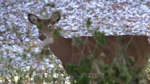 Beachfront B Roll Deer Walking Free to Use HD Stock Video Footage