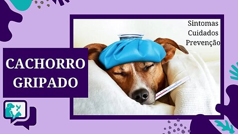 CACHORRO GRIPADO: COMO CUIDAR. Quais os sintomas, cuidados necessários e como prevenir