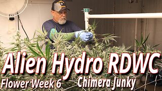 Alien RDWC In Flower Week 6: Spider Farmer SE7000 Full Garden Update