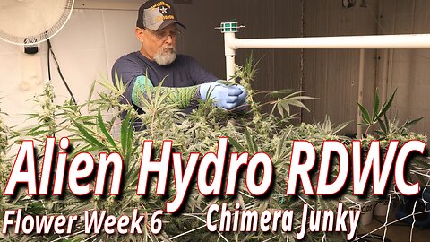 Alien RDWC In Flower Week 6: Spider Farmer SE7000 Full Garden Update