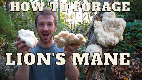 How to Forage Lion's Mane Mushroom. Identify and Cook Stir Fry Recipe. Fortnite Properties Benefits