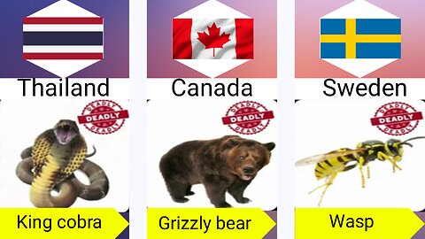 Deadliest Animals From Different Countries| #animals