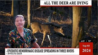 All the Deer are dying, soon there will be none left!