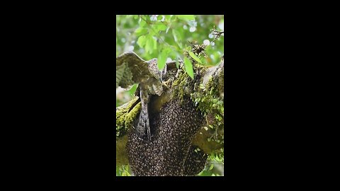 Oriental honey buzzard