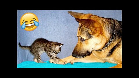 Funniest Animals Video 2023 😁 - Try Not To Laugh Challenge Dogs And Cats #cute #animals #trending