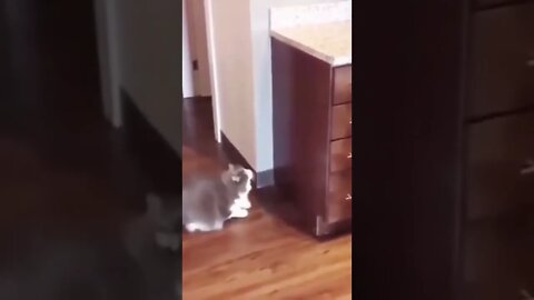 Cat tried jump but failed funny video #shorts #cat #funnycats