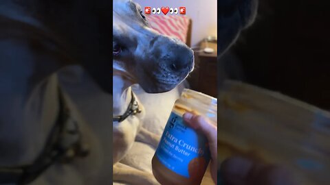 Peanut butter!🤣😂 #shortsvideo #dog #love #funny #happy #viral #garden #doglover #dog #amazing