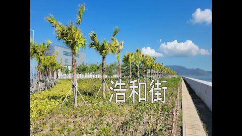 [西北好去處]#17 屯門西部竟有棕櫚樹群的野餐打卡勝地？帶大家看看浩和街樹群(連路線)