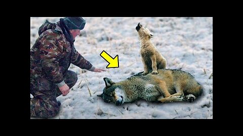 Man Rescues Crying Wolf Cubs And Her Dying Mama Wolf, What Happened After Will SHOCK You!