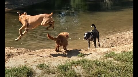 Dog Goes Airborne After Scare (+Slow Motion Funny)