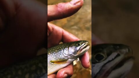 Gorgeous Brook Trout in Mineral Creek, Silverton, Colorado on a dry fly #flyfishing #shorts