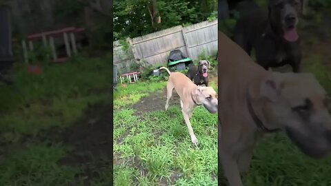 Bunny hunt! 🐰 #shortsvideo #dog #funny #hunting #bunny #puppy #happydog #love #outdoors #dogshorts