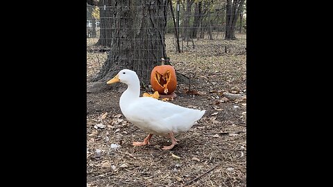 The Feisty Flock Loves Pumpkins