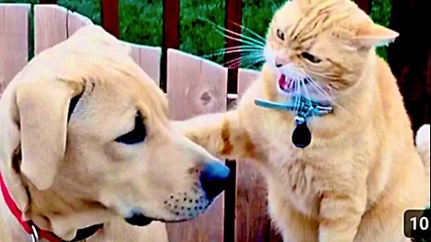 Cats vs Dogs Fighting - Funny Cats and Dogs Compilation || PETASTIC 🐾#cat