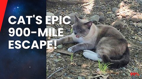 Feline Odyssey: Cat's 900-Mile Mystery Trek