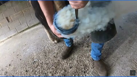 Hot Horse Shoeing - Difference Between A Horseshoe Trim & A Bare Foot Trim