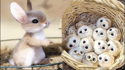 Cute Baby Animals Videos 😍