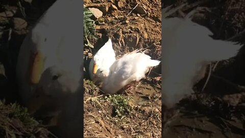 Young pekin ducks play in muddy puddle