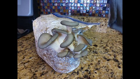 Blue Oyster Mushroom Grow 5/21/23