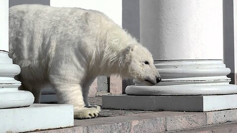 Paula the polar bear in Helsinki, Finland