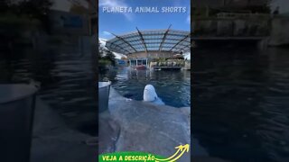 BALEIA BRANCA JOGANDO AGUA #shorts #planetaanimalshorts #animals