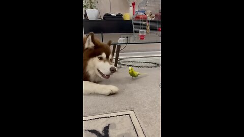 #funnyanimals Diesel the Husky and Gosha the Parrot ..