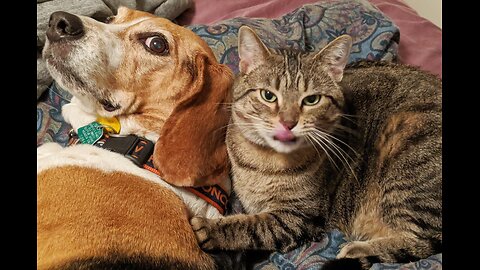 The cat pounced on the dog’s tail, which was wagging furiously back