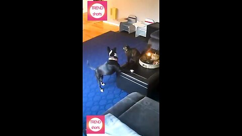 funny cat and dog video 2024