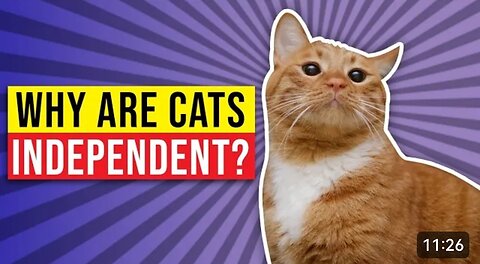 Why Are Cats Independent, Intelligent Cat clip