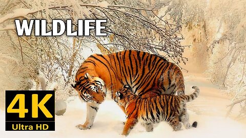 Wild Animals collection in 4k,Wildlife 4k Videos,Nature and wildlife Video #wildlife #wildanimals