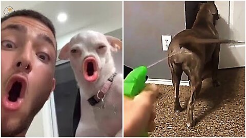 The Best Angry Dogs🐶 and Crazy Cats😹 Funny Videos