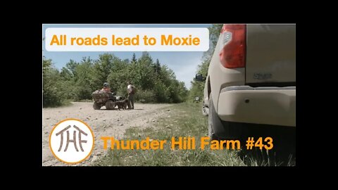 Thunder Hill Farm #43 - All roads lead to Moxie