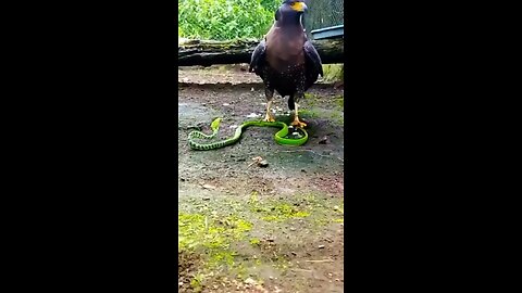 Eagle vs Snack Fight