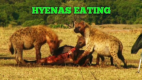 Hyenas eat their prey _ Most real amazing footage |