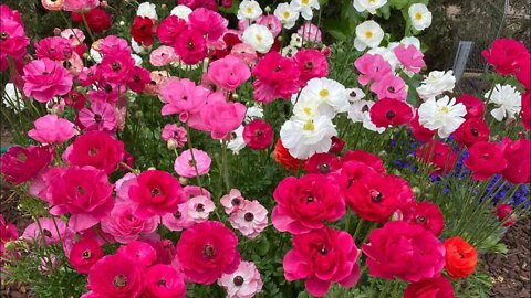 Ranunculus Planting Tips - Growing in the Garden