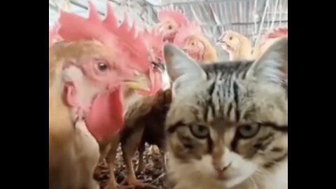 Cat Vs Chicken ... Who Wins, hahaha!!!