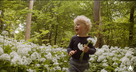 Blossoming Wild Garlic Flowers and a Handsome Toddler Playing in the Forest