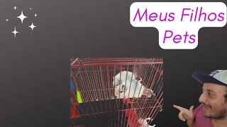 Meus Novo Filhos Pets #pets