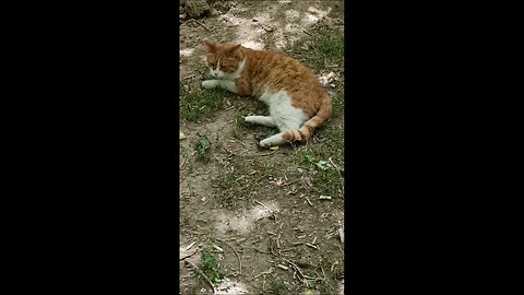 A cute and beautiful cat is resting