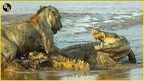 SIGMA_RULE_LION_VS_CROCODILE_FEARLESS_🔥🔥🔥🔥🔥🔥🔥