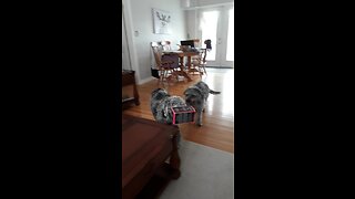 Goofy dog walks around with box on head