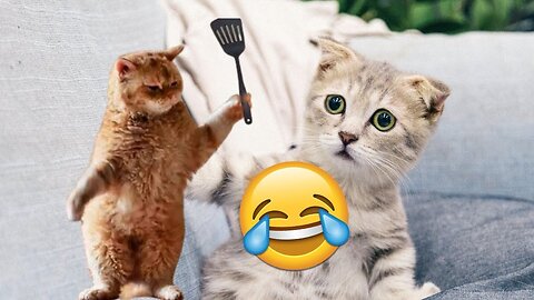 Funniest cat moments 🤣