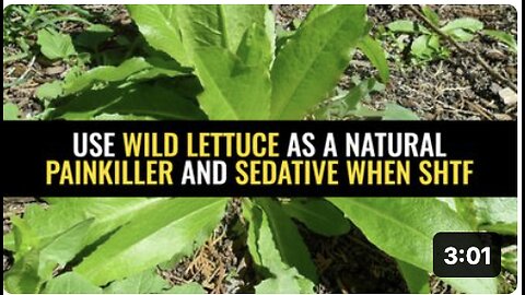 Use wild lettuce as a natural painkiller and sedative when SHTF