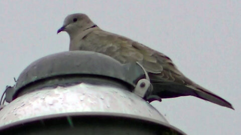 IECV NV #608 - 👀 Doves Hanging Out On The Pole Light In The Rain 6-3-2018