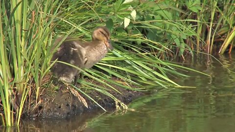 Cute Ducklings on Grassy Riverbank