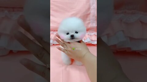 प्यारा सा पोमेरियन कुत्ता | Cute Little Pomeranian Dog | Funny Dog