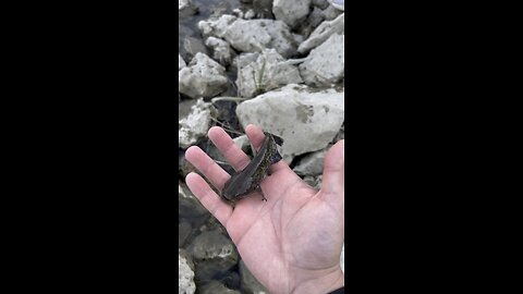 Baby Catfish 🎣