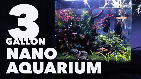 Aquascape and Chill | Nature Aquarium For Shrimp & Nano Fish | STEP-BY-STEP