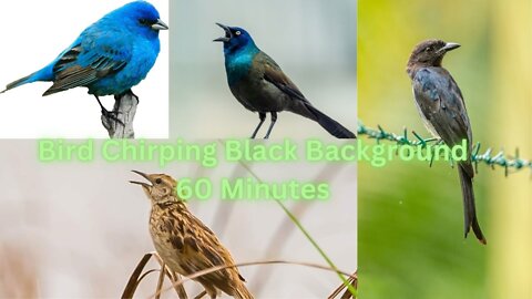 60Minutes of Non-stop Bird Chirping with Black Background