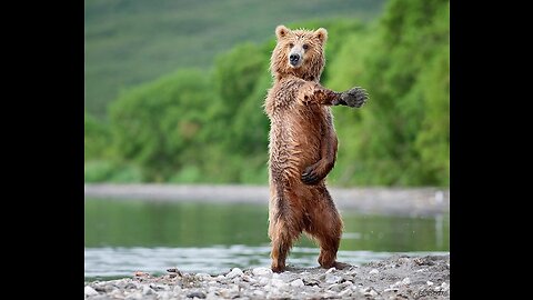 Dancing bear